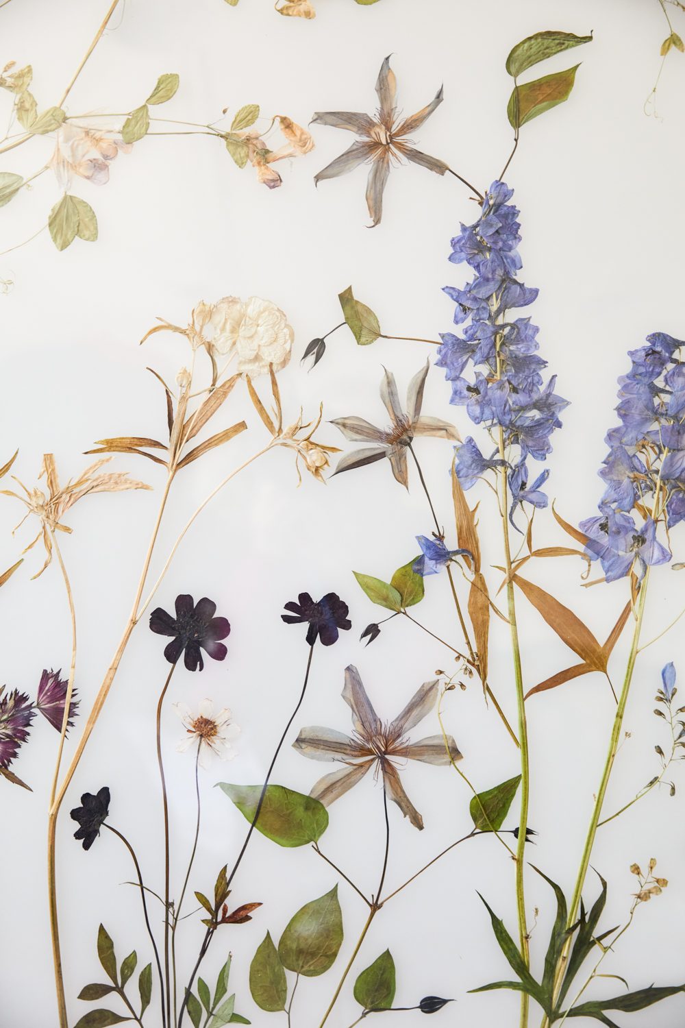 The Modern Flower Press Helen Cathcart